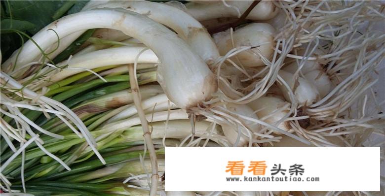 酸荞头的寓意？