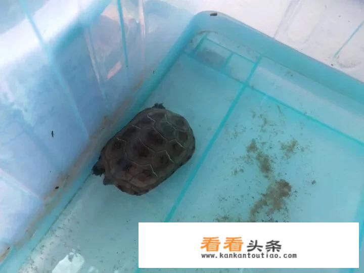 中华草龟幼苗喂养 *** ？