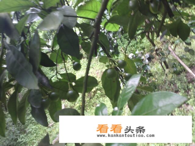 柚子猫视频集哪里可以看？
