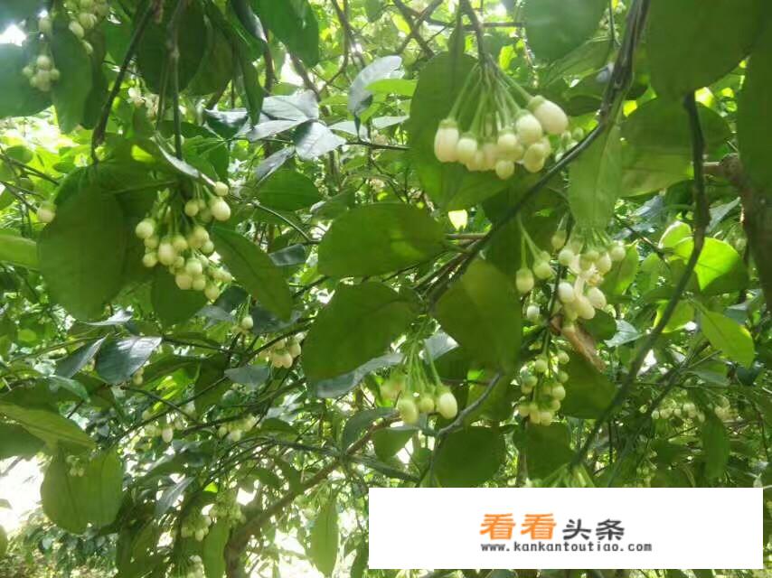 柚子猫视频集哪里可以看？