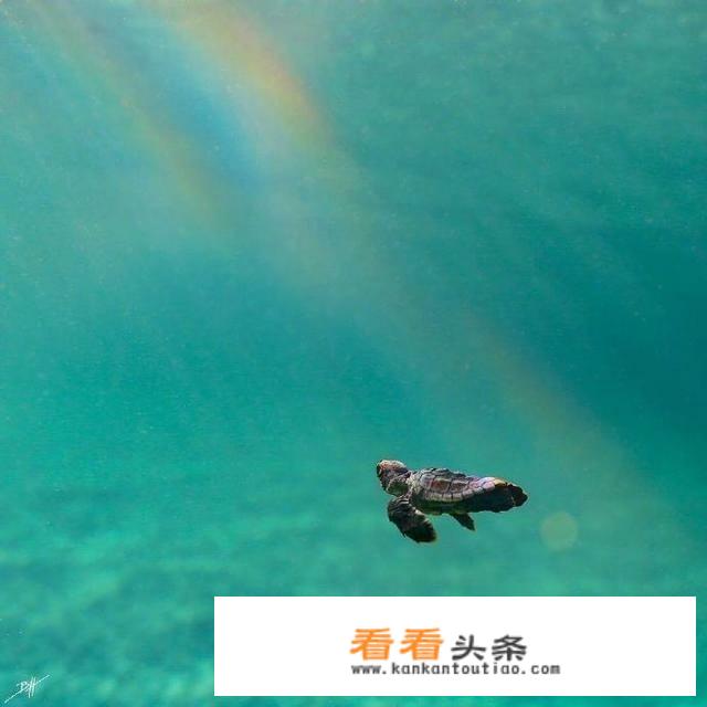 熊掌好吃吗？