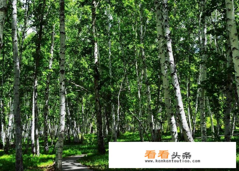 摩尔庄园有多少道菜？
