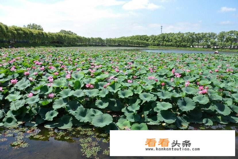 莲藕营养价值？