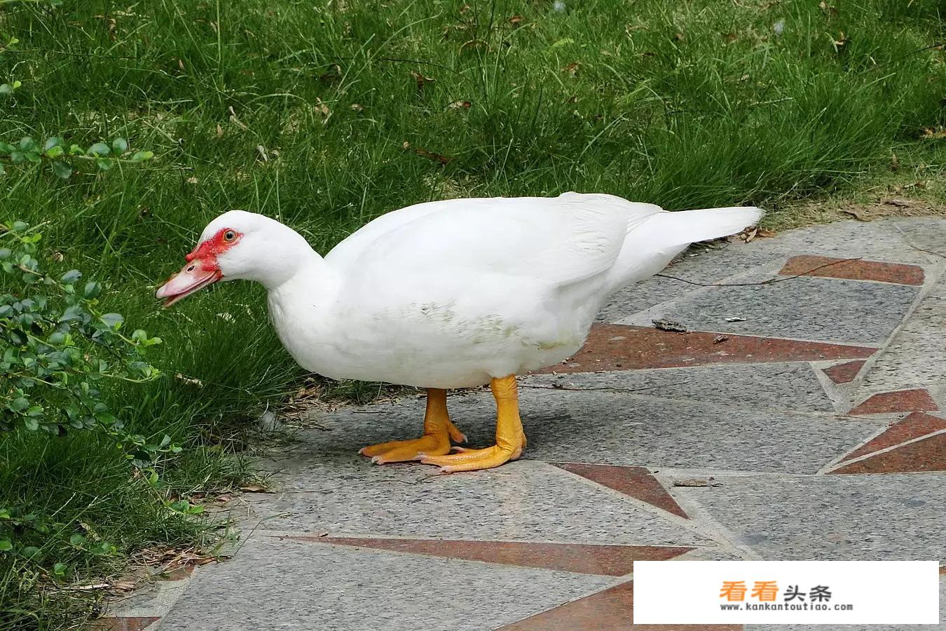 闽南溢鸭汤有哪些功效？