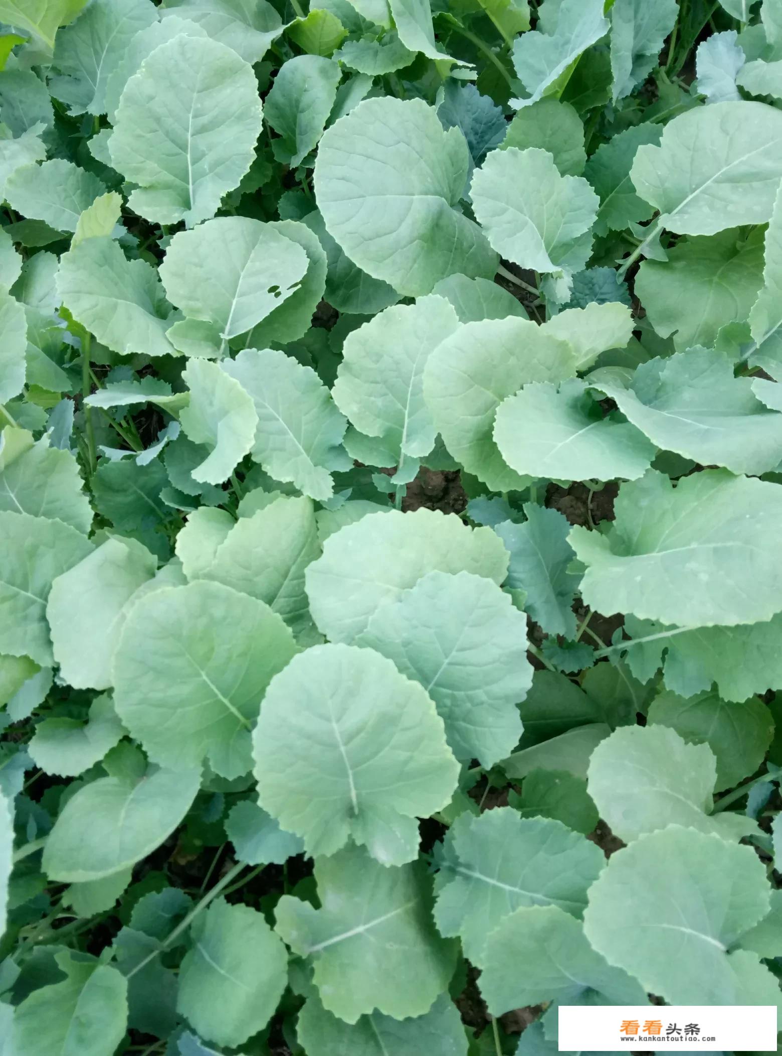 油菜怎样做好吃？