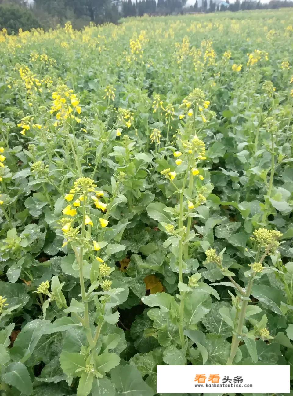 油菜怎样做好吃？