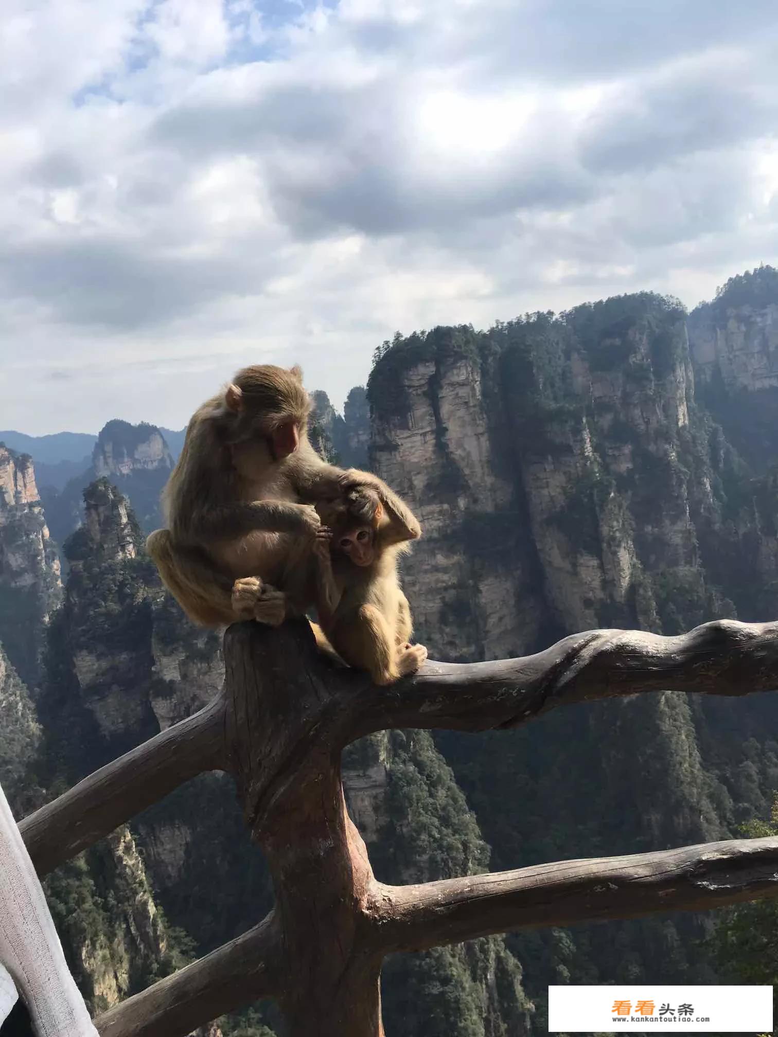 张家界旅游五天四晚旅游费用？