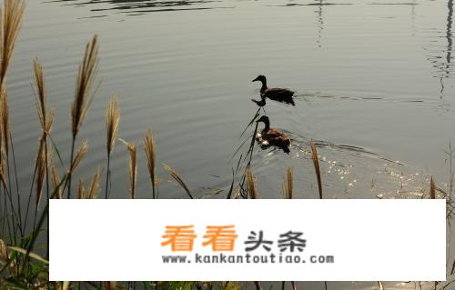 有没有什么好看的关于官场的小说？
