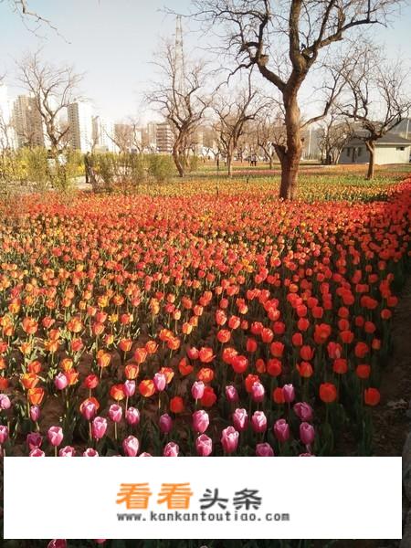 永靖郁金香节门票多少？