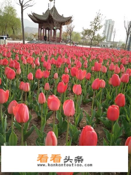 永靖郁金香节门票多少？