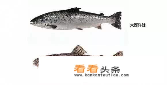干炸，鱼，的，做法。干炸，鱼，怎么做，好吃。干炸，鱼，的，家常，做法？
