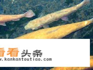 干炸，鱼，的，做法。干炸，鱼，怎么做，好吃。干炸，鱼，的，家常，做法？