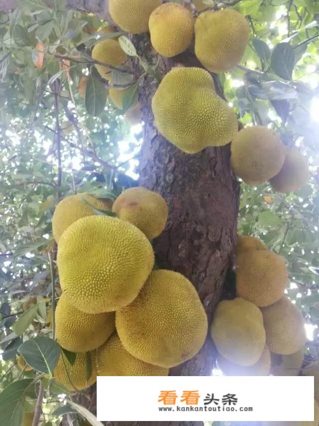 凤梨和波萝有什么区别？