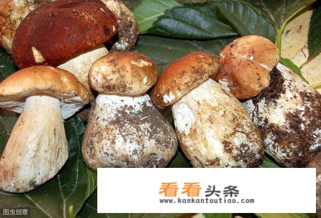 牛肝菌与什么煲汤好？