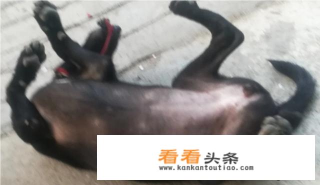 我家的小泰迪，想买个狗厕所，选哪一种？
