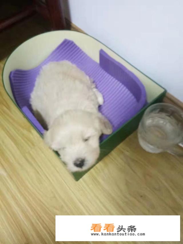 我家的小泰迪，想买个狗厕所，选哪一种？
