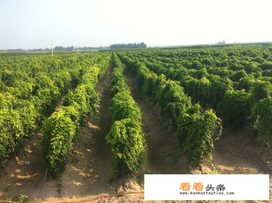 排骨山药汤的家常做法？
