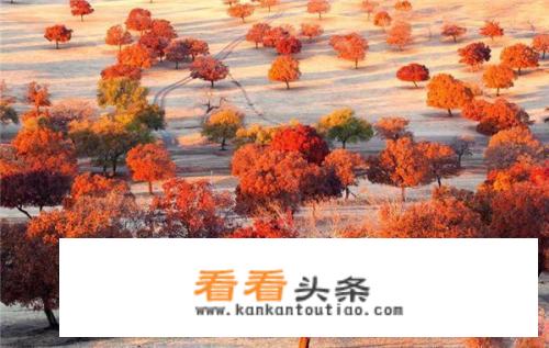 科尔沁五角枫更佳旅游时间？