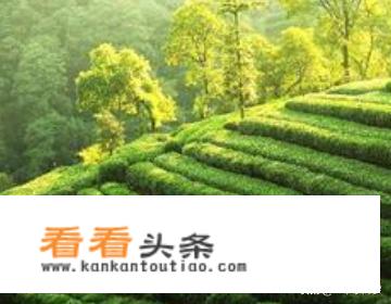 中国茶叶十大排名？