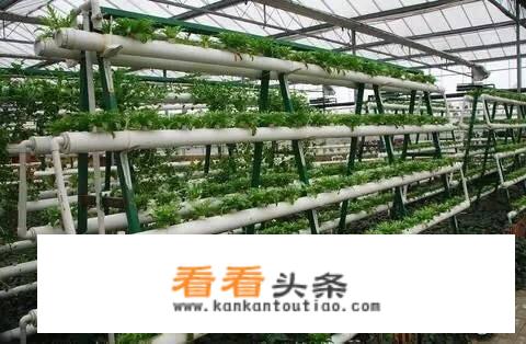 无土栽培技术成本怎么样？