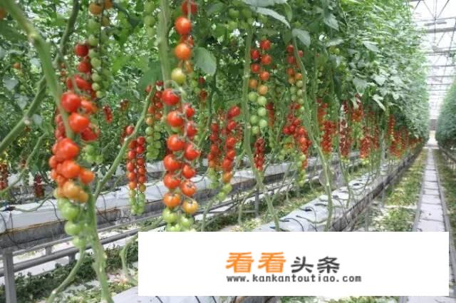 无土栽培技术成本怎么样？