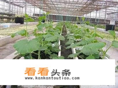 无土栽培技术成本怎么样？