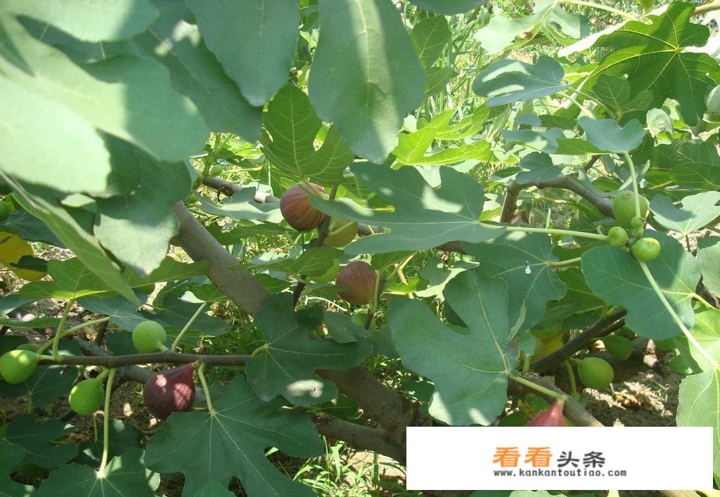 无花果怎样保鲜能存储时间最长？