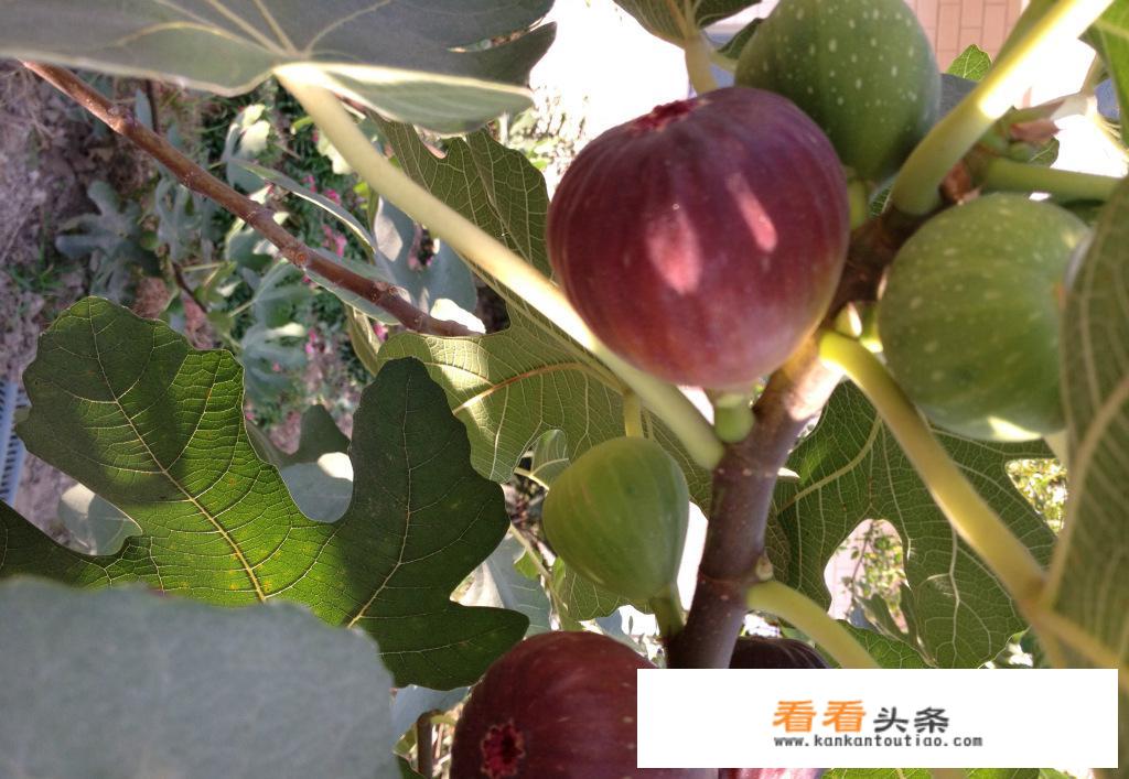 无花果怎样保鲜能存储时间最长？
