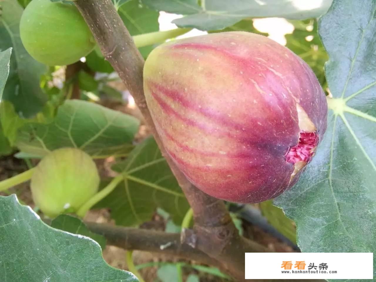 无花果怎样保鲜能存储时间最长？