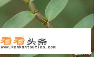 服用铁皮石斛时有什么禁忌吗？