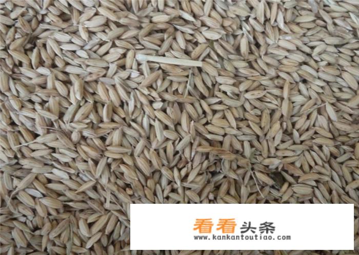 一些砻谷机下料不均匀是什么原因？