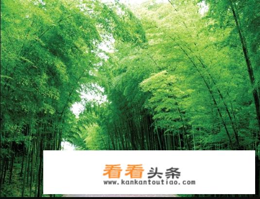 四川两天时间可以去哪些旅游景点玩？