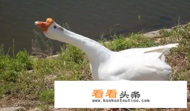 水龙头蛇在里面有什么好办法取出？