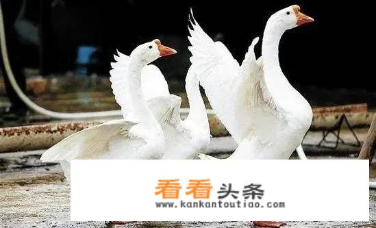 水龙头蛇在里面有什么好办法取出？