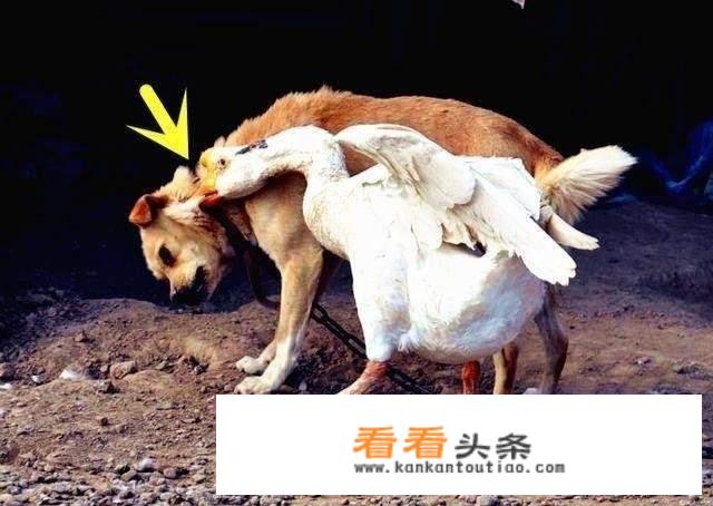 水龙头蛇在里面有什么好办法取出？