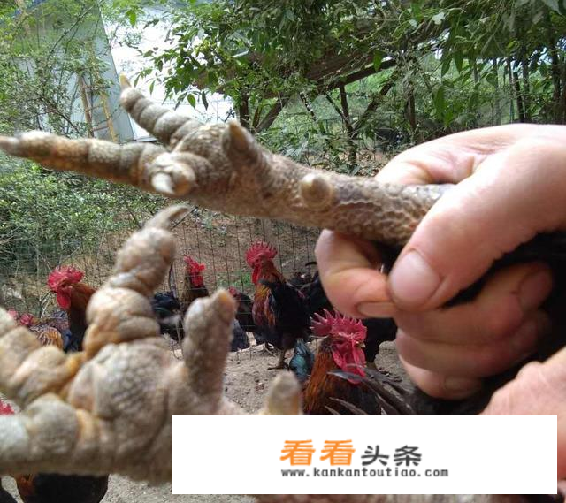 怎么看鸡才知道是土鸡？
