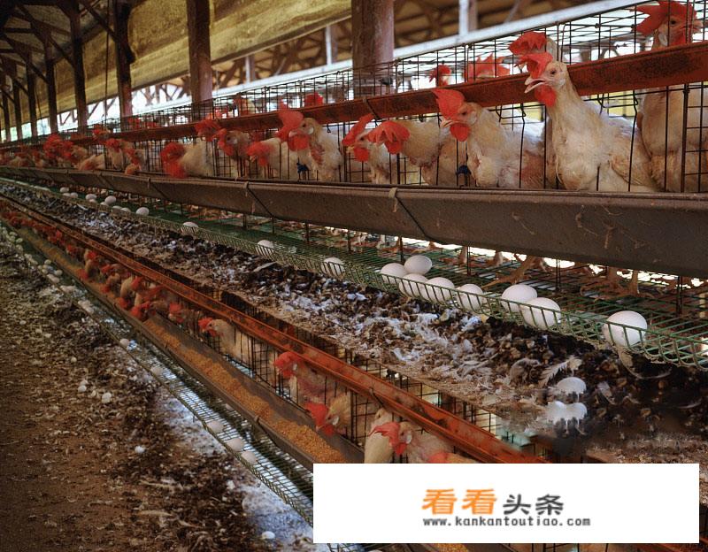 怎么看鸡才知道是土鸡？