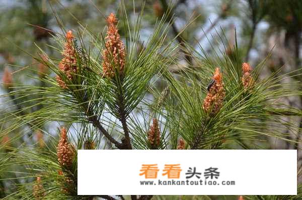 大家对于高血压有没有有效的治疗方法或者偏方？