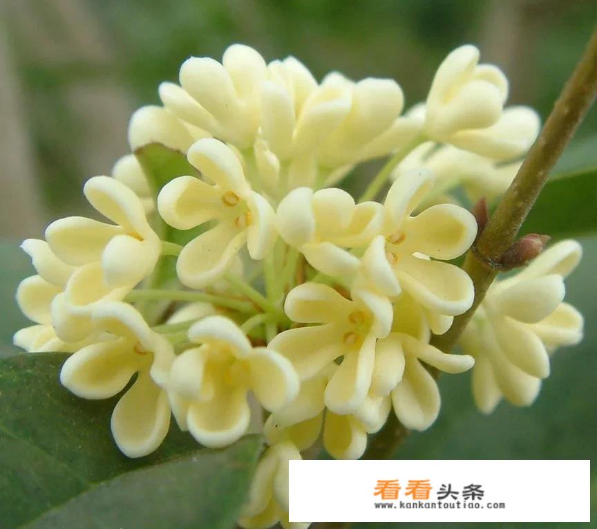 快凋谢的桂花可以做桂花茶吗？