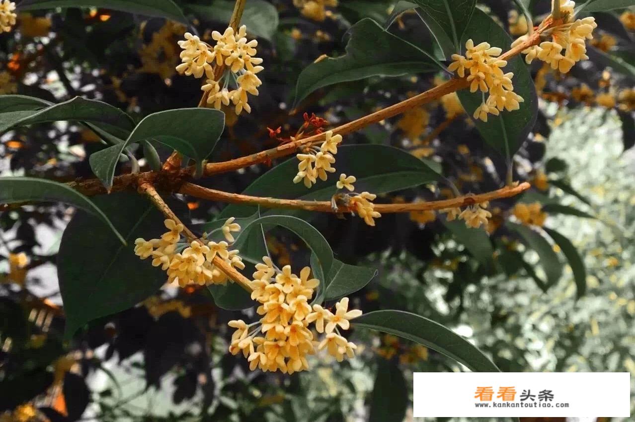 快凋谢的桂花可以做桂花茶吗？