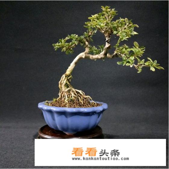 六月雪的叶片卷曲怎么办？日常如何养护？