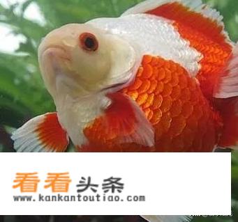 适合家庭养的鱼有什么品种？