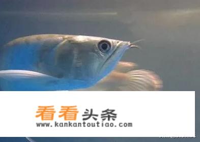 适合家庭养的鱼有什么品种？