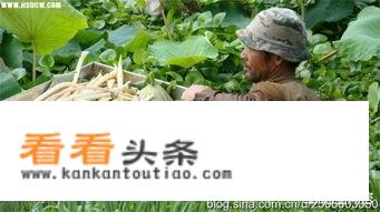 藕带和藕尖的区别？