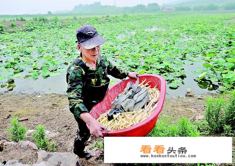 藕带和藕尖的区别？