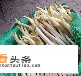 藕带和藕尖的区别？