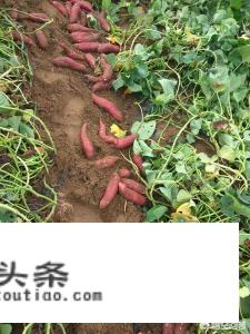 红薯怎么挑？