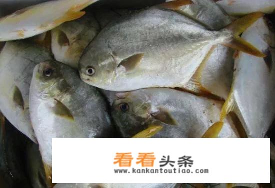 银鲳鱼和金鲳鱼有什么区别？