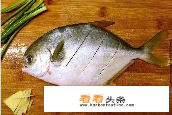 银鲳鱼和金鲳鱼有什么区别？