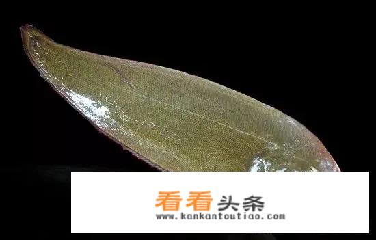 超市冷冻巴沙鱼能吃吗？